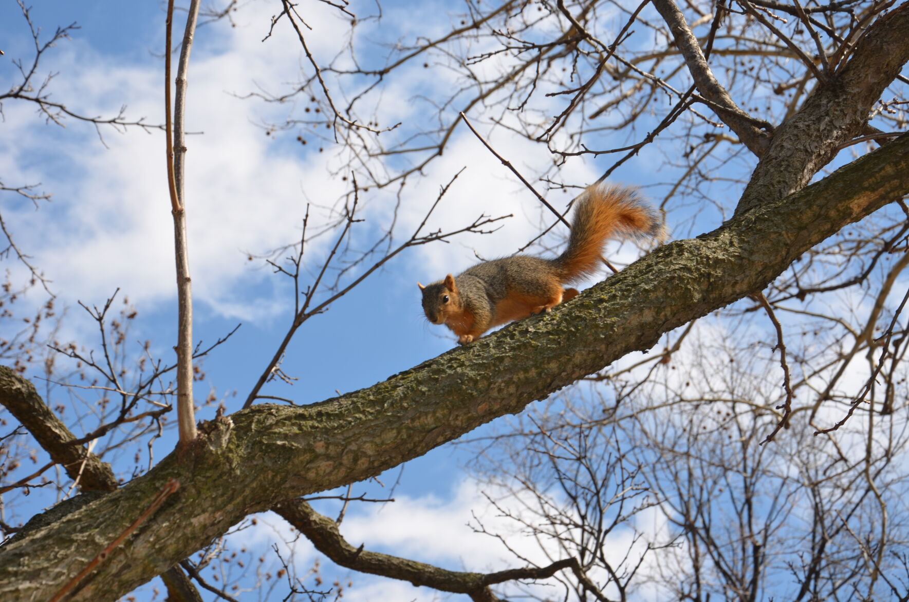 Driftwood Outdoors-Squirrel Hunting.JPG